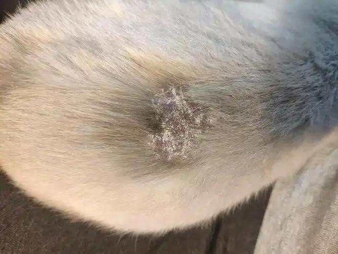 【讨论】猫藓严重,给猫洗澡后需要做什么