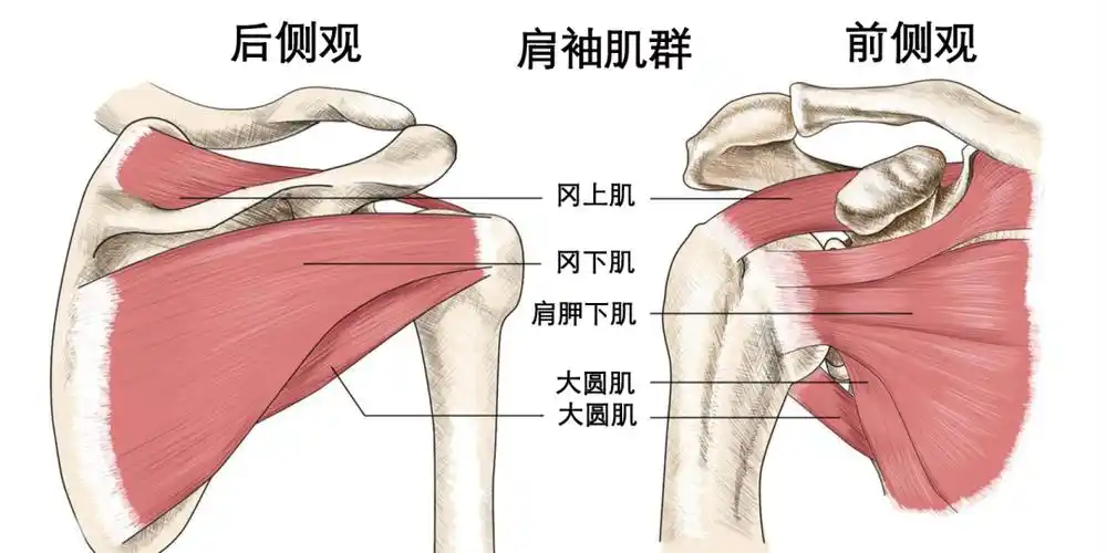 说起肩关节,那就必须要提到包围着肩关节的这些肌肉群.