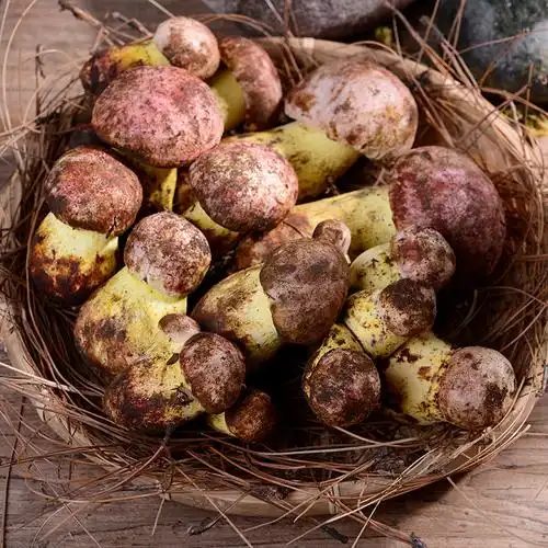 精选无虫白葱牛肝菌新鲜黄牛肝菌煲汤火锅食材1000克云南特产鲜菌