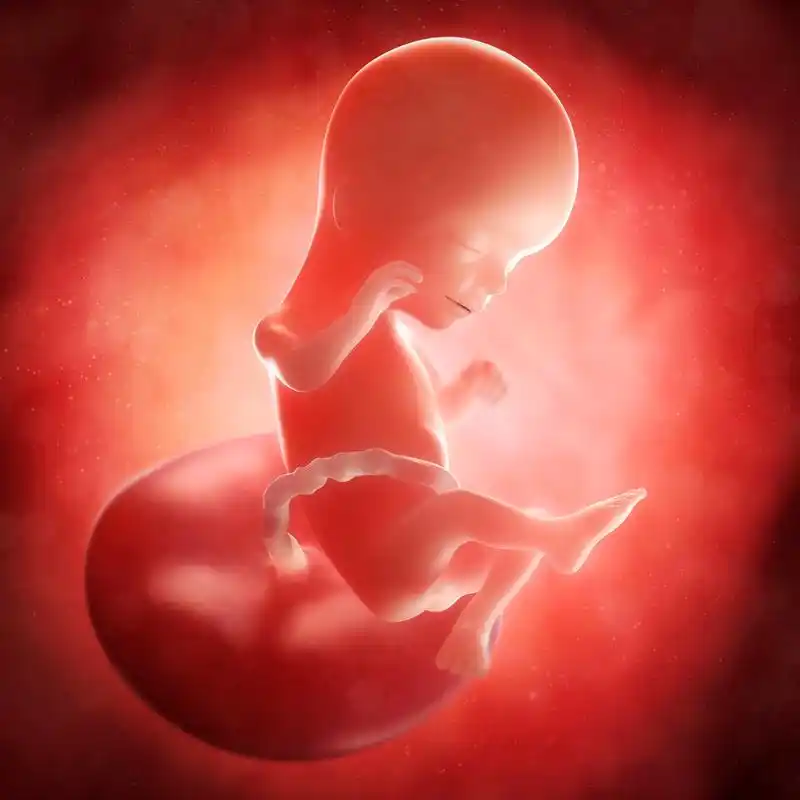 孕妇需注意饮食均衡,避免暴饮暴食,按时产检并关注胎儿体重.