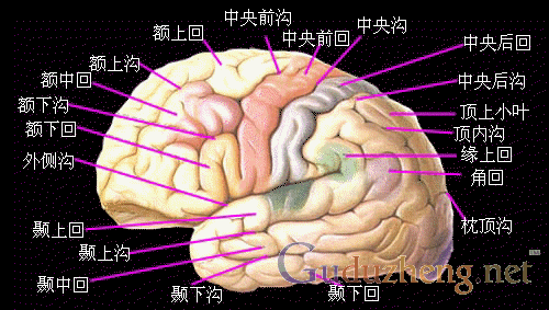 头部区域按摩辅助治疗自闭症理论与实践