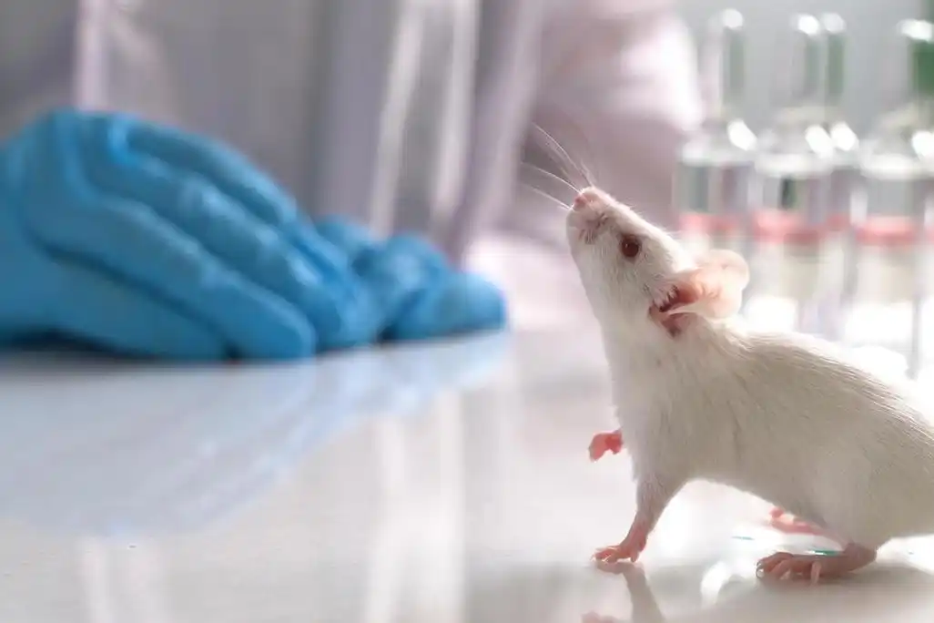 科学实验小白鼠.图|图虫创意
