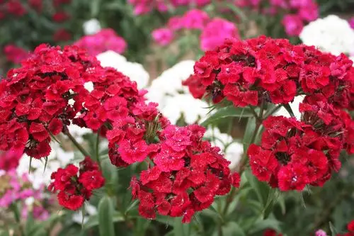 长期供应美国石竹种子