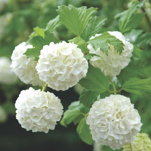 热销绣球花盆栽 无尽夏_欧洲木绣球玫瑰白色木本绣球花苗春季开花耐寒