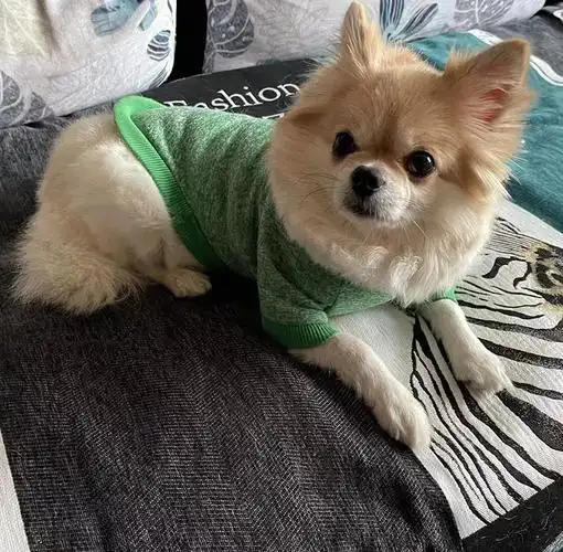 西安市碑林区2000寻找混血黄白博美犬