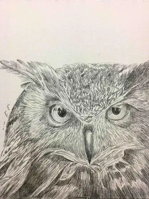 姚慧素描《猫头鹰》配内框(有作画过程图)