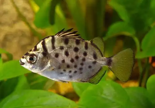 急需一张金钱鱼的照片