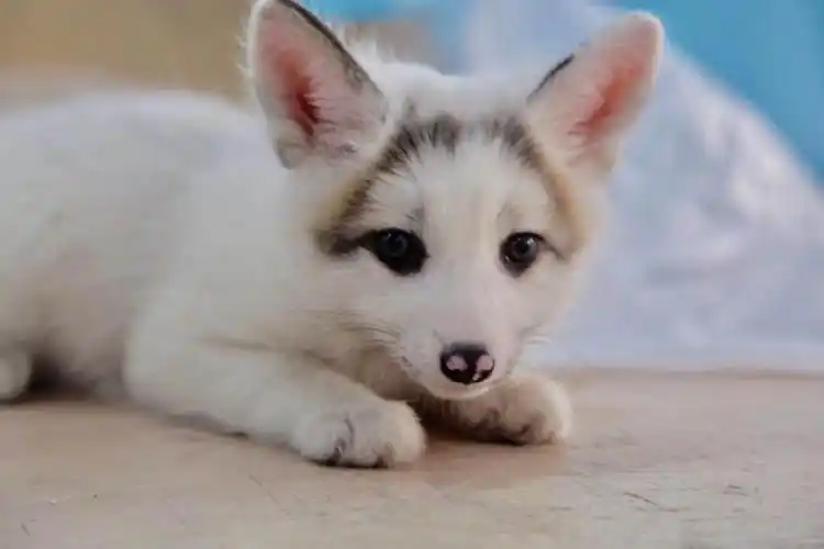 (熊猫狐,百度图片)