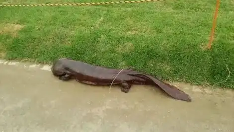 世界上最大娃娃鱼,被誉为张家界的守护神兽,至今已存活200年!