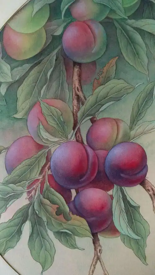 陈松岩老师的公开课 ——— 李子的画法再次返场(2019.03.