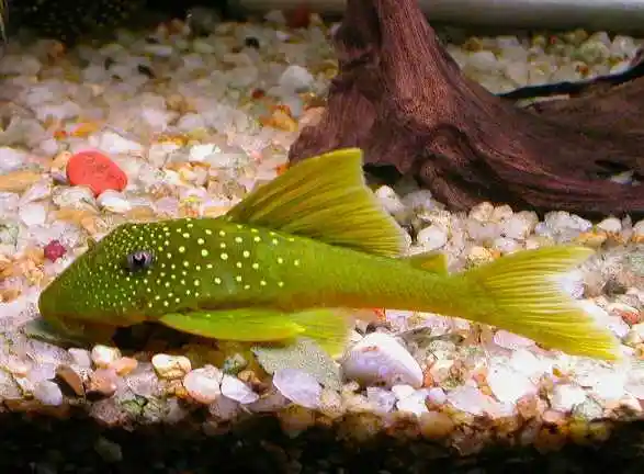 异型鱼类编号整理.