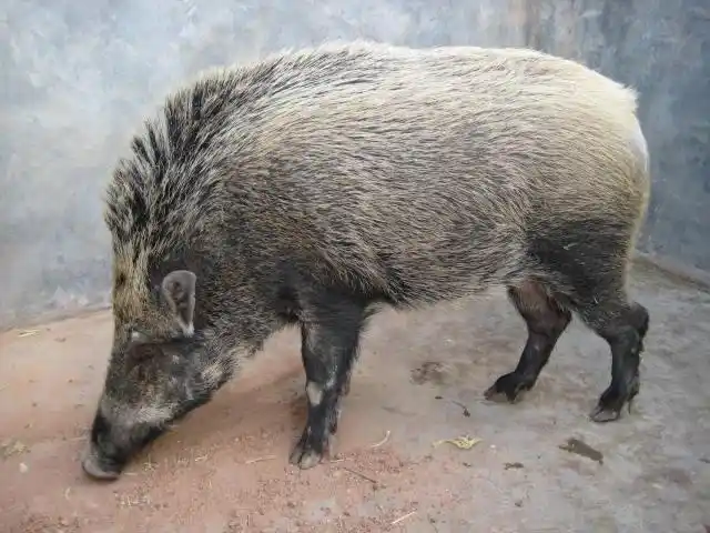 野猪格山林散养 人工养殖的野猪一般为家猪与野猪杂交产下的后代