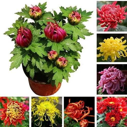 大菊花苗带花苞菊花盆栽室内外庭院阳台好养易活植物花卉九月菊花