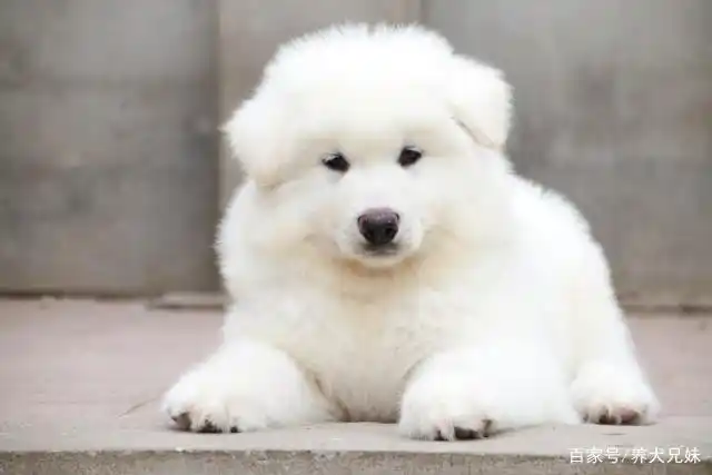 竟然有纯白色的长毛阿拉斯加雪橇犬