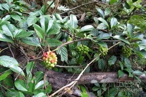 紫荆皮的功效与作用有哪些?