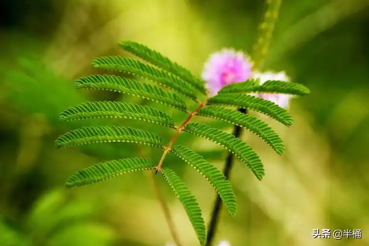 含羞草真的能预测地震吗含羞草能预测地震吗
