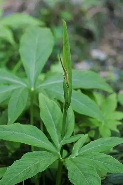 半夏:味辛,生微寒,熟温,全株有毒.生于田野,溪边,阴湿山坡,林下.高公