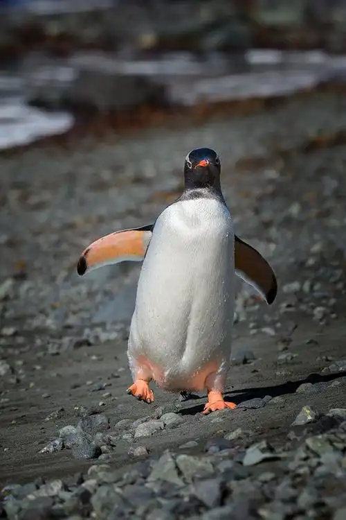 南极游 (一) 金图企鹅 (gentoo penguin)