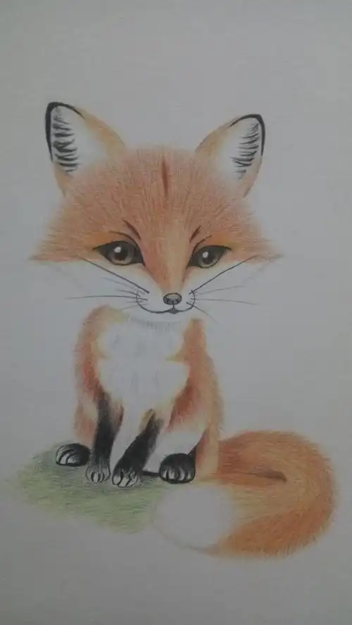 彩铅狐狸