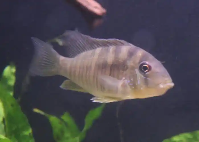 p>和尚鱼(geophagus balzanii):杂食性,体形圆润,个性温和接近于关刀