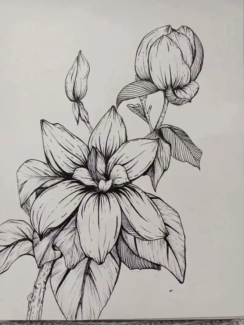 适合小学生的创意线描花——线描花卉篇.