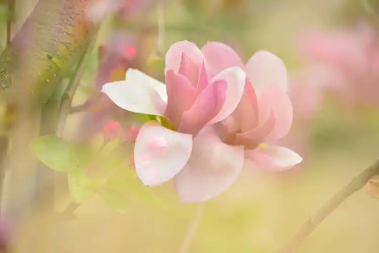 明媚的阳光,娇美的玉兰,幸福的人们,构成一幅幅春天的画面,镜头中的美