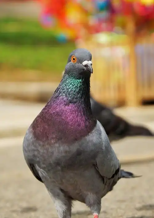 你看见我的苞谷没?