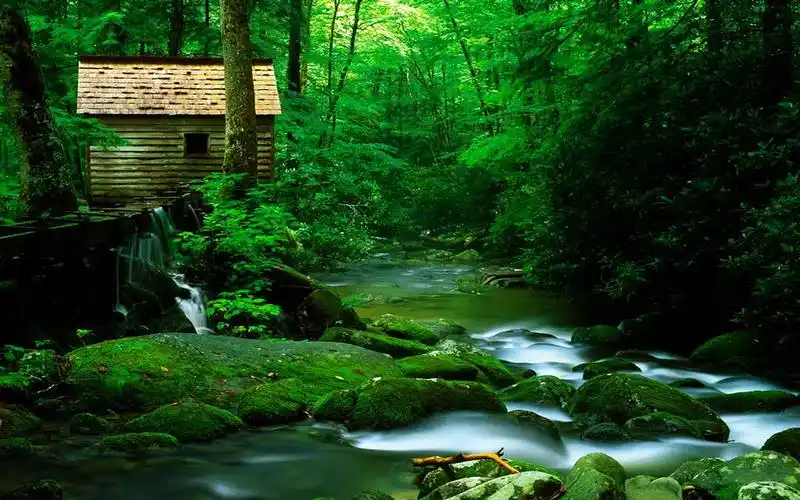 高清养眼绿色桌面壁纸1920x1200