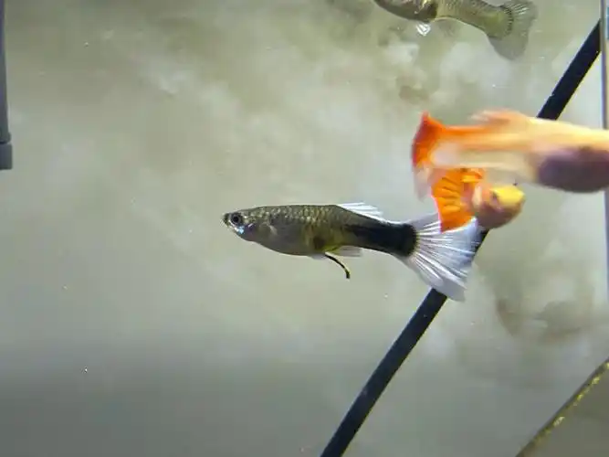 怎么区分怀孕的孔雀鱼