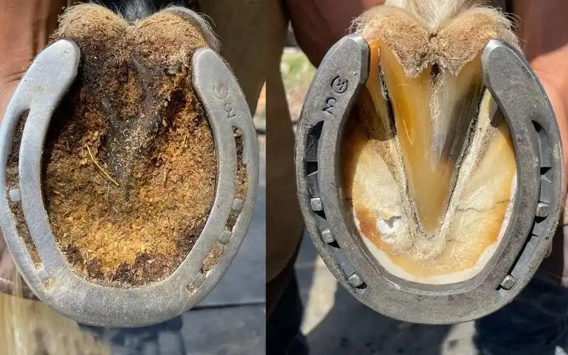 活动  修马掌有多重要?丢了一个马掌,亡了一个国家