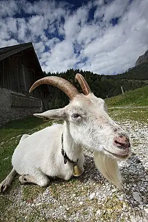 羊的图片_图片大全