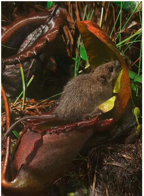 (一只老鼠边吃边拉)猪笼草为何如此重口味?