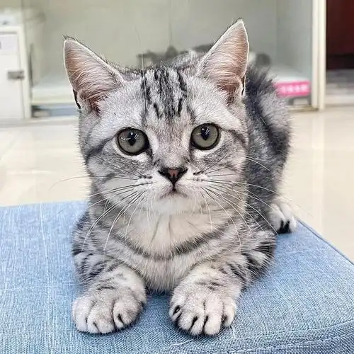 英短猫的价格是根据毛发颜色决定的,一般来说蓝猫最便宜,只需要几百块