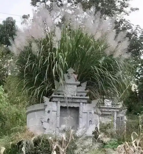 坟头上的草按风水怎么说 坟头塌陷少子孙(5)
