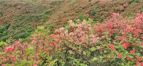大围山的杜鹃花节