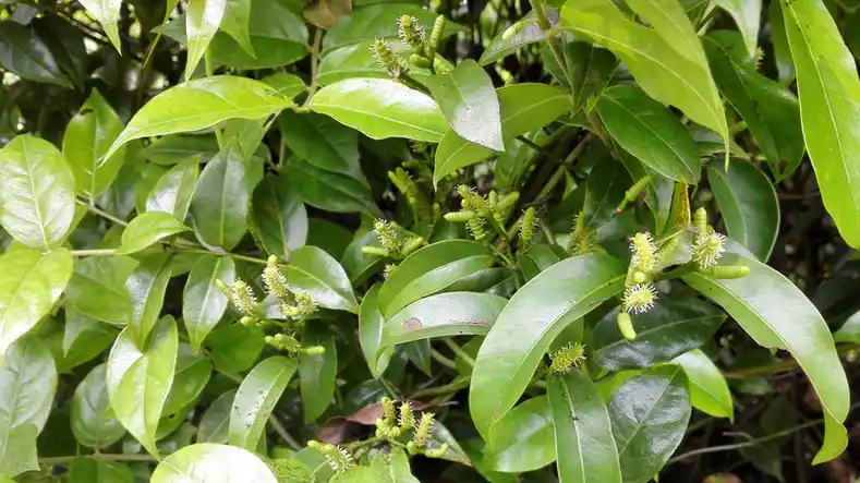 这草药颜色很黑,是治疗风湿骨痛,手脚麻木的好药_麻藤_小叶_筋骨