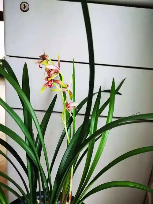 阳台(小院)党如何选择兰花品种