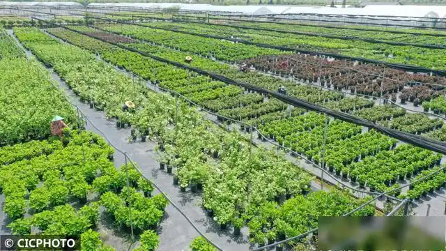 浙江德清:特色苗木花卉产业助农增收