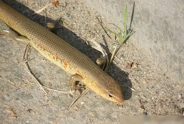 俗称狗婆蛇80后当玩具来养却不知价值高如今很难见到