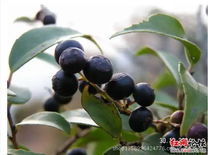 农村孩子童年的记忆 看到它们你有木有流口水?