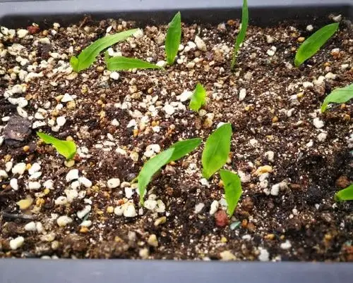 香雪兰如何播种?教你3个小步骤,播种后迅速发芽越长越旺盛