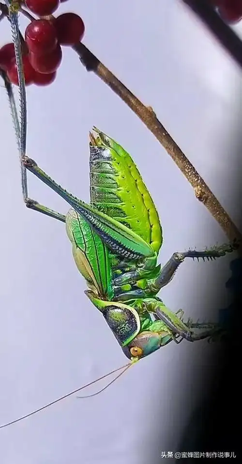 蝈蝈图片(蝈蝈图片大全)-天晟网