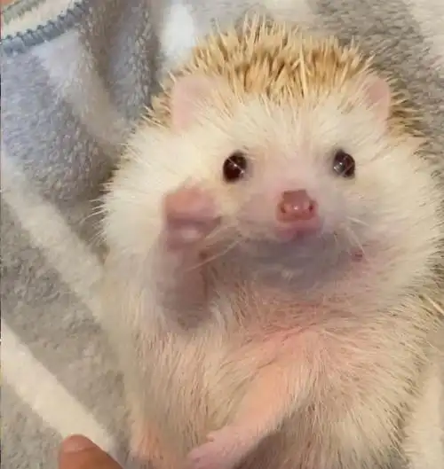 友友们有其他可爱的刺猬头像吗