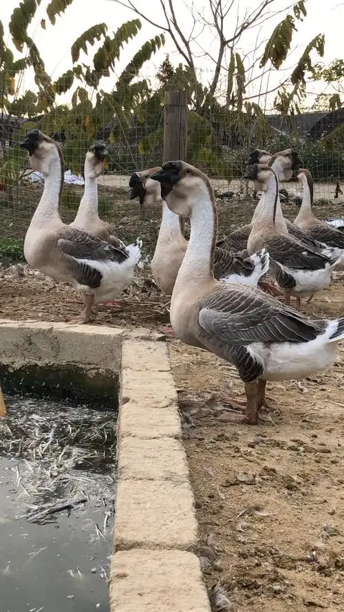 正宗狮头鹅,特大的