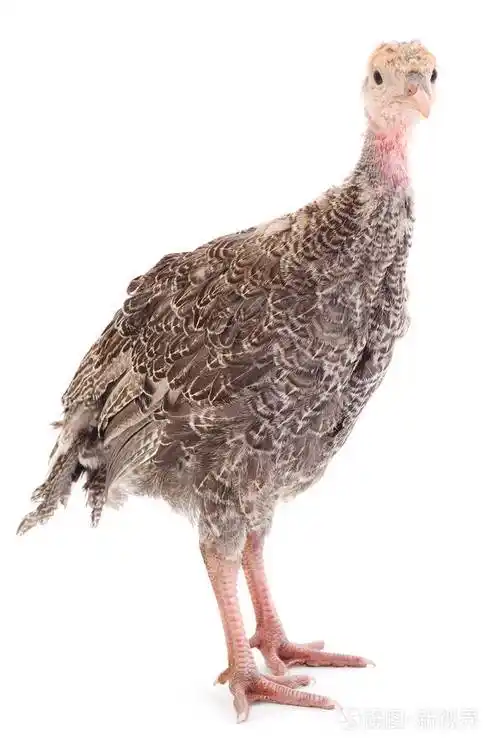 白色背景的幼火鸡鸟