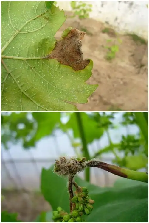 葡萄灰霉病防治节点