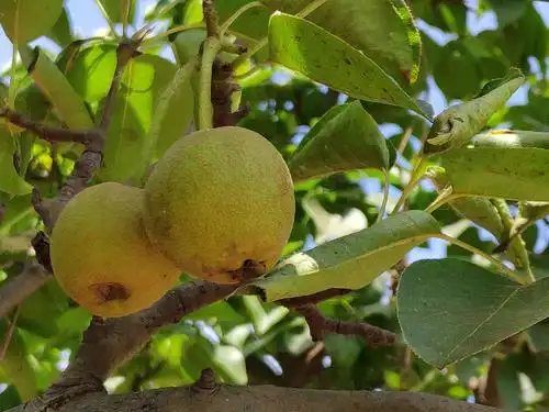 《大河庄园》:的梨树果实累累挂满枝头.