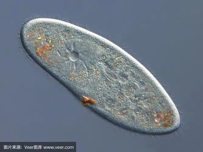 尾状草履虫的特写图像