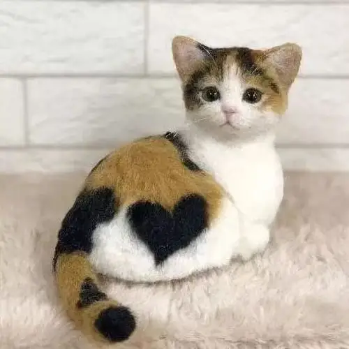 天生自带爱心纹身的猫咪们天使在猫间