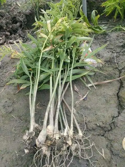 土黄金植物图片土黄金图片大全图片